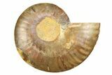 Cut & Polished Ammonite Fossil (Half) - Crystal Pockets #308109-1